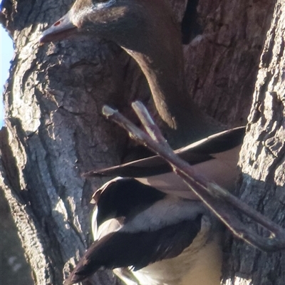 Chenonetta jubata (Australian Wood Duck) at Araluen, NSW - 4 Sep 2025 by RobParnell