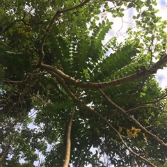 Polyscias nodosa at Smithfield, QLD - 4 Sep 2025 by JasonPStewart