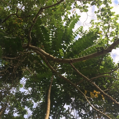 Polyscias nodosa at Smithfield, QLD - 4 Sep 2025 by JasonPStewart