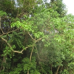 Polyscias nodosa at Smithfield, QLD - 4 Sep 2025 04:51 PM