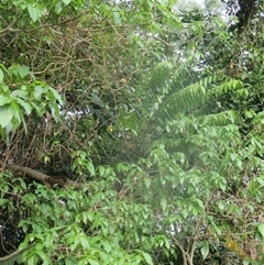 Polyscias nodosa at Smithfield, QLD - 4 Sep 2025 04:51 PM