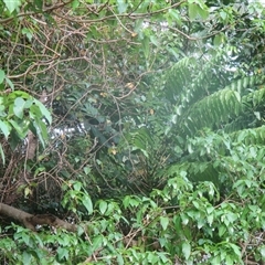 Polyscias nodosa at Smithfield, QLD - 4 Sep 2025 04:51 PM