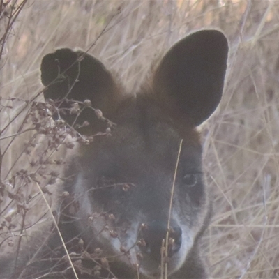Wallabia bicolor (Swamp Wallaby) at Araluen, NSW - 4 Sep 2025 by RobParnell