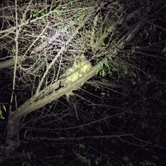 Trichosurus vulpecula (Common Brushtail Possum) at Bomaderry, NSW - 4 Sep 2025 by CritterB82