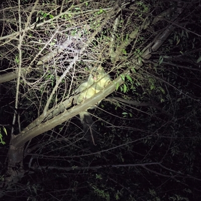 Trichosurus vulpecula (Common Brushtail Possum) at Bomaderry, NSW - 4 Sep 2025 by CritterB82