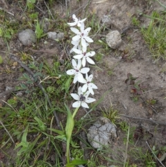 Wurmbea biglandulosa at Ballyroe, NSW - 12 Oct 2018 by TwoRivers