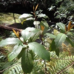 Quintinia sieberi (Possumwood) at Robertson, NSW - 4 Sep 2025 by plants