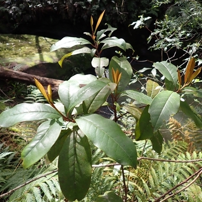 Quintinia sieberi (Possumwood) at Robertson, NSW - 4 Sep 2025 by plants