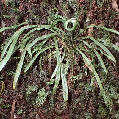 Notogrammitis billardierei (Finger Fern) at Robertson, NSW - 4 Sep 2025 by plants