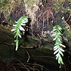 Tmesipteris truncata at Robertson, NSW - 4 Sep 2025 by plants