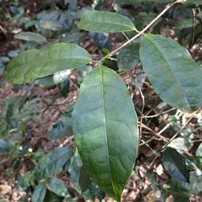 Palmeria scandens at Robertson, NSW - 4 Sep 2025 by plants
