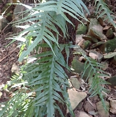 Microsorum scandens (Fragrant Fern) at Robertson, NSW - 4 Sep 2025 by plants