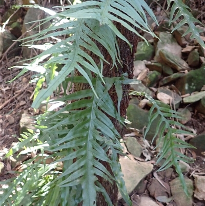 Microsorum scandens (Fragrant Fern) at Robertson, NSW - 4 Sep 2025 by plants