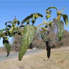 Gynatrix pulchella (Hemp Bush) at Tharwa, ACT - 31 Aug 2025 by MichaelBedingfield