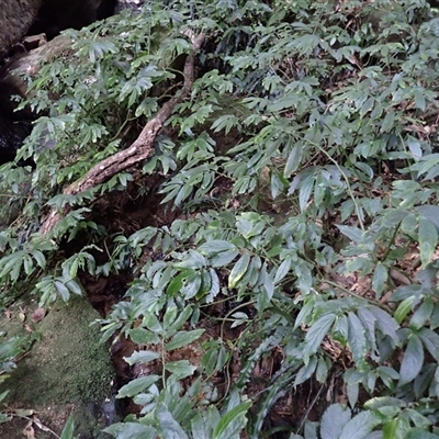 Elatostema reticulatum (Rainforest Spinach) at Robertson, NSW - 4 Sep 2025 by plants