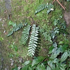 Pellaea nana (Dwarf Sickle Fern) at Robertson, NSW - 4 Sep 2025 by plants