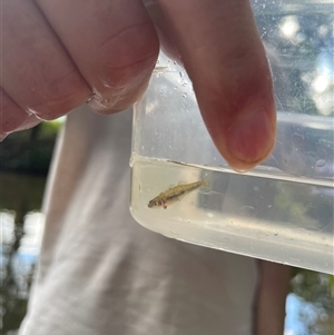 Hypseleotris galii (Firetail Gudgeon) at Cedar Creek, QLD - 5 Sep 2025 by LauraBailey