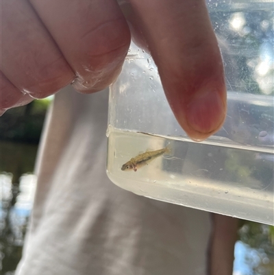 Hypseleotris galii (Firetail Gudgeon) at Cedar Creek, QLD - 5 Sep 2025 by LauraBailey