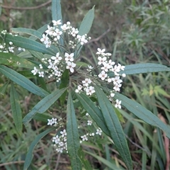 Zieria arborescens subsp. arborescens (Stinkwood) at Barren Grounds, NSW - 4 Sep 2025 by plants