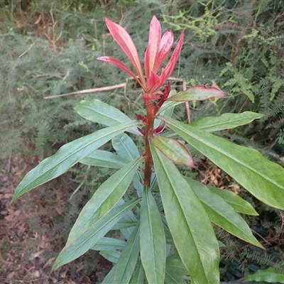 Tasmannia insipida (Brush Pepperbush, Dorrigo Pepper) at Barren Grounds, NSW - 4 Sep 2025 by plants