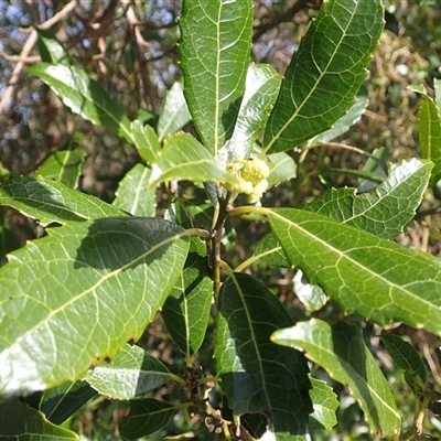 Hedycarya angustifolia (Austral Mulberry) at Budderoo, NSW - 4 Sep 2025 by plants