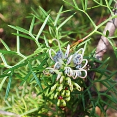 Grevillea rivularis (Carrington Falls Grevillea) at Carrington Falls, NSW - 4 Sep 2025 by plants