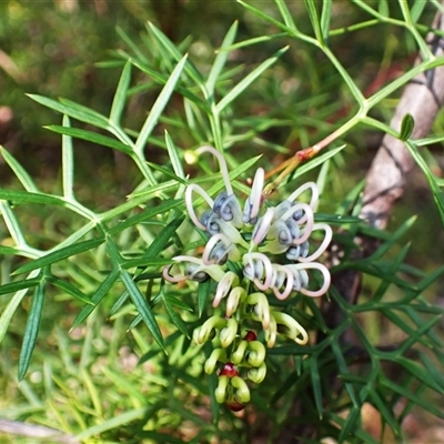 Grevillea rivularis (Carrington Falls Grevillea) at Carrington Falls, NSW - 4 Sep 2025 by plants