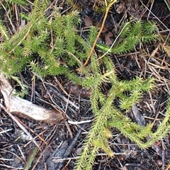 Lateristachys lateralis (Slender Clubmoss) at Barren Grounds, NSW - 4 Sep 2025 by plants