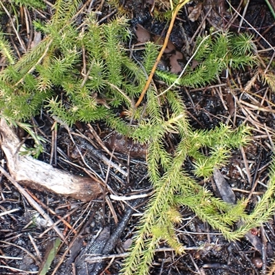 Lateristachys lateralis (Slender Clubmoss) at Barren Grounds, NSW - 4 Sep 2025 by plants