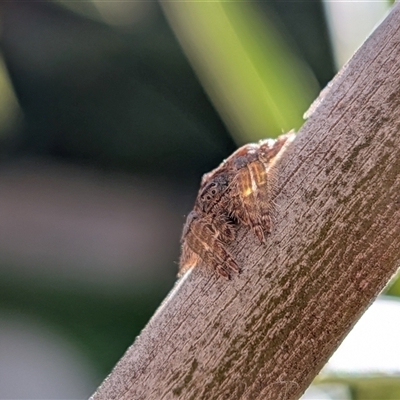 Dolophones sp. (genus) (Wrap-around spider) at Franklin, ACT - 5 Sep 2025 by chriselidie