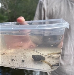 Retropinna semoni (Australian Smelt) at Cedar Creek, QLD - 5 Sep 2025 by LauraBailey
