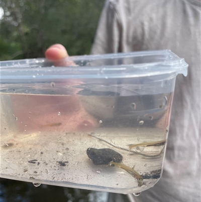 Retropinna semoni (Australian Smelt) at Cedar Creek, QLD - 5 Sep 2025 by LauraBailey