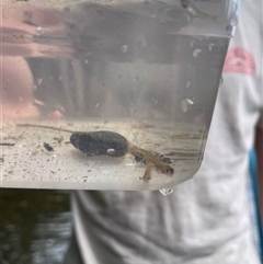Retropinna semoni at Cedar Creek, QLD - 5 Sep 2025 09:33 AM
