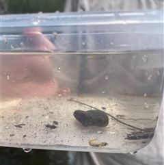 Retropinna semoni at Cedar Creek, QLD - 5 Sep 2025 09:33 AM