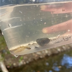 Retropinna semoni at Cedar Creek, QLD - 5 Sep 2025 09:33 AM