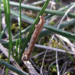 Ciampa arietaria (Brown Pasture Looper Moth) at Epping, VIC - 8 Sep 2007 by WendyEM