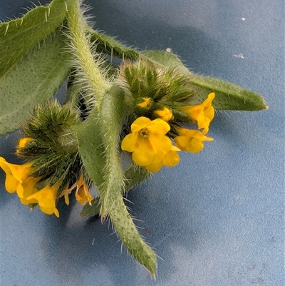 Amsinckia menziesii (Rigid Fiddle-Neck) at Cook, ACT - 3 Sep 2025 by TonyAshton