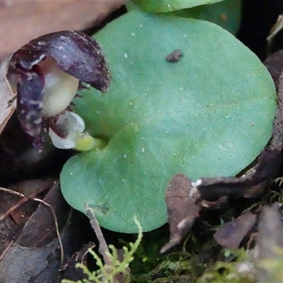 Corysanthes grumula (Stately helmet orchid) at  - suppressed by Anna123