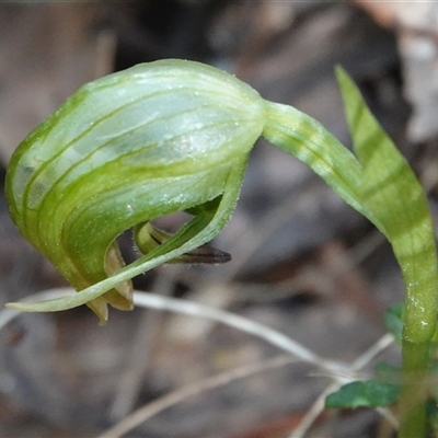 Pterostylis nutans (Nodding Greenhood) at Paddys River, ACT - 4 Sep 2025 by Anna123