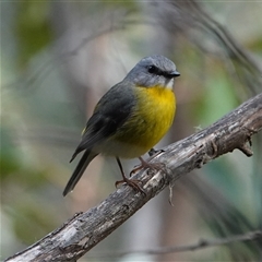 Eopsaltria australis (Eastern Yellow Robin) at Paddys River, ACT - 4 Sep 2025 by Anna123