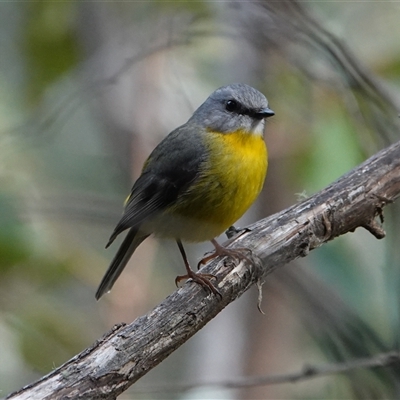Eopsaltria australis (Eastern Yellow Robin) at Paddys River, ACT - 4 Sep 2025 by Anna123