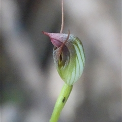Pterostylis pedunculata (Maroonhood) at Paddys River, ACT - 4 Sep 2025 by Anna123