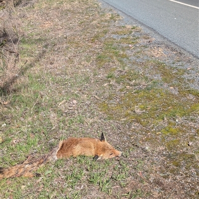 Vulpes vulpes (Red Fox) at Cook, ACT - 1 Sep 2025 by TonyAshton