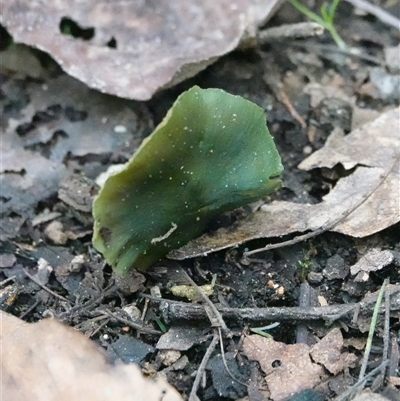 zzz ?Hygrocybe at Paddys River, ACT - 4 Sep 2025 by Anna123