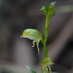 Bunochilus montanus (ACT) = Pterostylis jonesii (NSW) (Montane Leafy Greenhood) at Paddys River, ACT - 4 Sep 2025 by Anna123