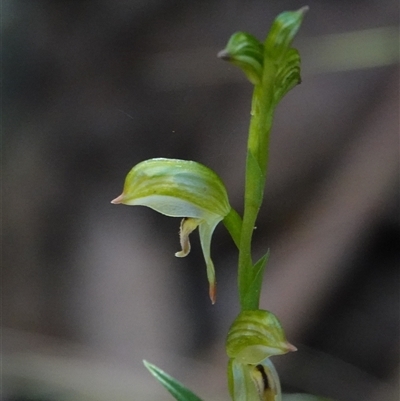 Bunochilus montanus (ACT) = Pterostylis jonesii (NSW) (Montane Leafy Greenhood) at Paddys River, ACT - 4 Sep 2025 by Anna123