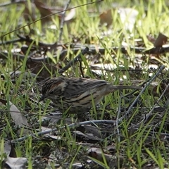 Pyrrholaemus sagittatus (Speckled Warbler) at Hall, ACT - 3 Sep 2025 by Anna123