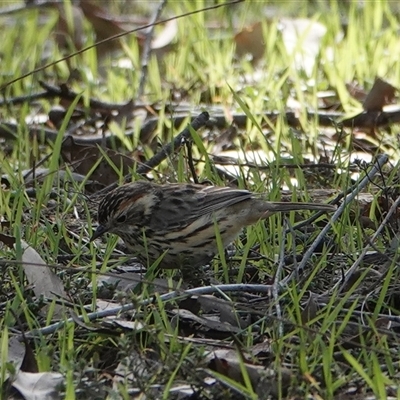 Pyrrholaemus sagittatus (Speckled Warbler) at Hall, ACT - 3 Sep 2025 by Anna123