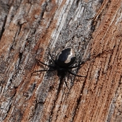 Euryopis sp. (genus) (An ant eating spider) at Hall, ACT - 3 Sep 2025 by Anna123
