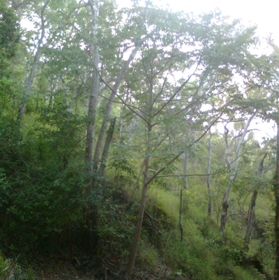Trema orientalis at Mowbray, QLD - 19 Feb 2012 by JasonPStewart